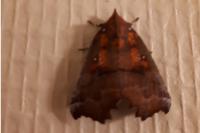 Scoliopteryx libatrix
