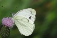Pieris napi