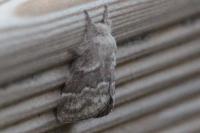 Trichiura crataegi