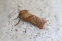 Triodia sylvina