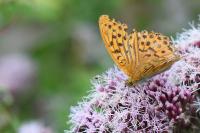 Argynnis paphia