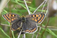 Lycaena tityrus