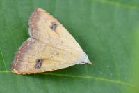 Rivula sericealis