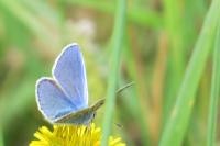 Polyommatus icarus