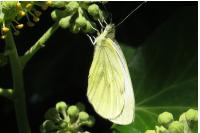 Pieris napi