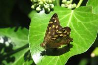 Pararge aegeria