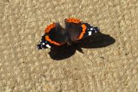 Vanessa atalanta