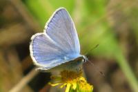 Polyommatus icarus