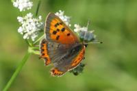 Lycaena phlaeas