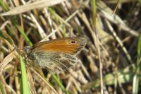 Coenonympha pamphilus
