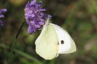 Pieris brassicae