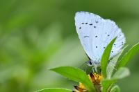 Celastrina argiolus
