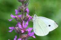 Pieris rapae