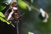 Limenitis camilla