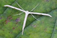 Emmelina monodactyla