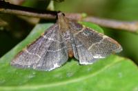 Hypsopygia glaucinalis