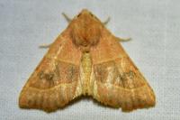 Atethmia centrago