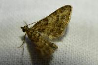 Gymnoscelis rufifasciata