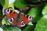 Aglais io