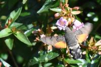 Macroglossum stellatarum