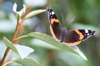 Vanessa atalanta