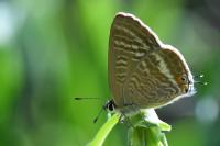 Lampides boeticus