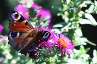 Aglais io