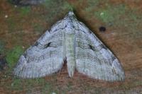 Aplocera plagiata