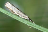 Agriphila geniculea