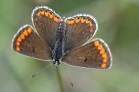 Aricia agestis