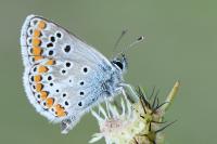 Aricia agestis