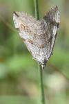 Aplocera