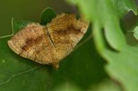 Camptogramma bilineata