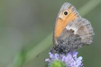 Coenonympha pamphilus