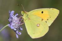 Colias crocea
