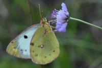 Colias alfacariensis