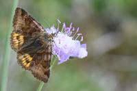 Euclidia glyphica