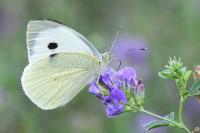 Pieris brassicae