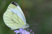 Pieris napi