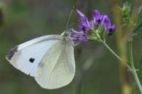 Pieris rapae