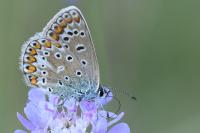 Polyommatus icarus