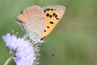 Lycaena phlaeas