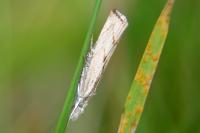 Agriphila geniculea