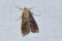 Parapoynx stratiotata