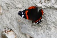 Vanessa atalanta