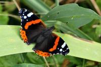 Vanessa atalanta