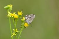 Cacyreus marshalli