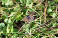 Polyommatus icarus