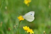 Pieris rapae