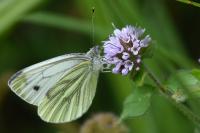 Pieris napi